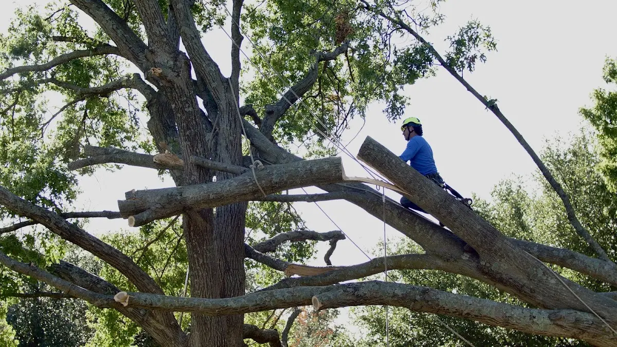 Professional Crown Thinning performed by certified arborists in Tripoli